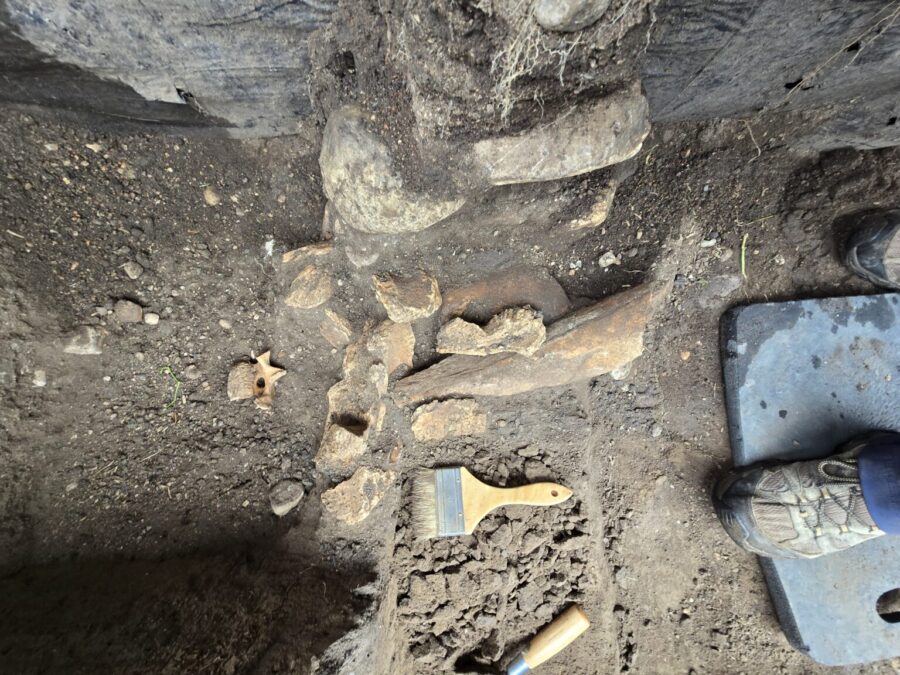  A paint brush helps show the scale of nearby mammoth bones uncovered in September at a site in northwest North Dakota