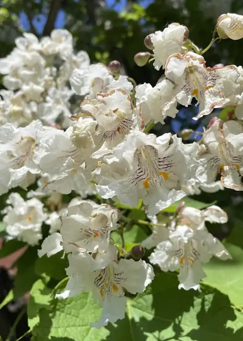 Carson, North Dakota, has 30 tree species represented on its boulevards and in the parks. One of those trees is a northern catalpa, a unique species that is not often seen in North Dakota communities. (NDSU photo)